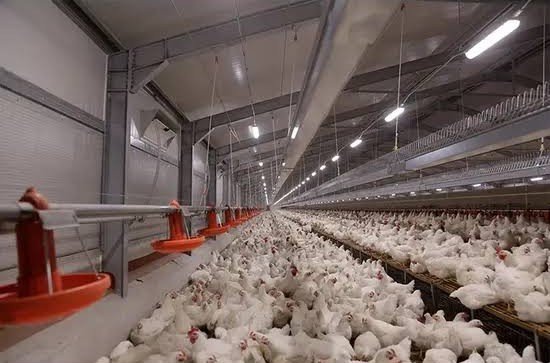 Poultry farm with insulated sandwich panel sheds